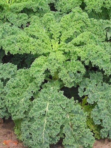 Chou Kale Frisé 'Halbhoher' (Variété non pommée) Graines