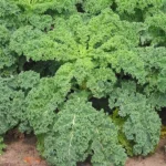 Chou Kale Frisé 'Halbhoher' (Variété non pommée) Graines