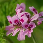 Géranium odorant 'Rosat' (Parfum de rose) Plant