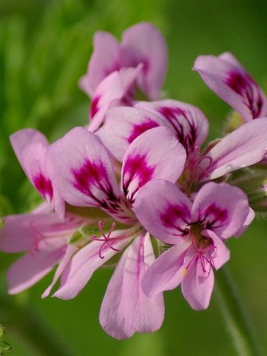 Géranium odorant 'Rosat' (Parfum de rose) Plant