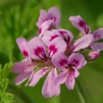 Géranium odorant 'Rosat' (Parfum de rose) Plant