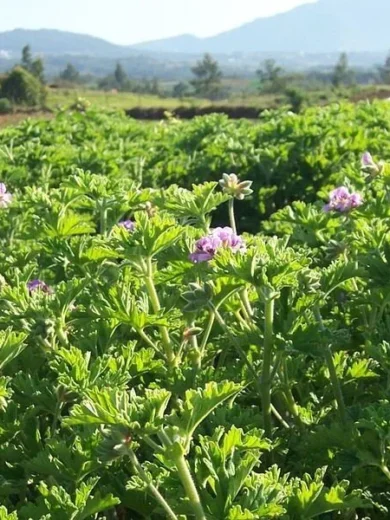 Géranium odorant 'Rosat' (Parfum de rose) Plant