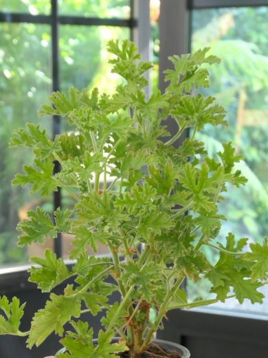 Géranium odorant 'Rosat' (Parfum de rose) Plant