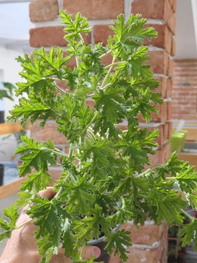 Géranium odorant 'Rosat' (Parfum de rose) Plant