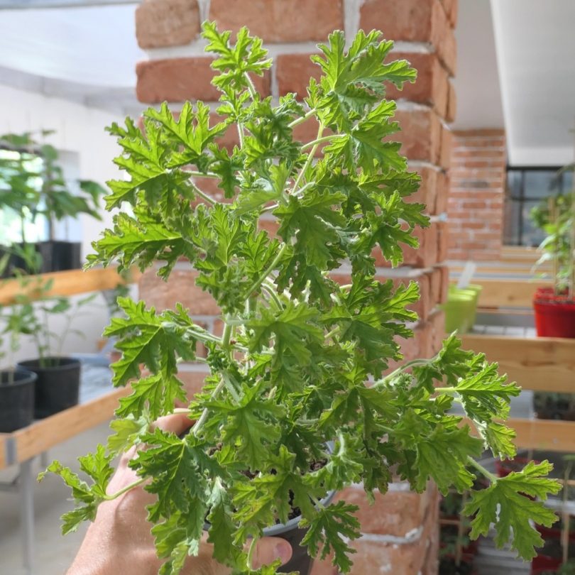 Géranium odorant 'Rosat' (Parfum de rose) Plant