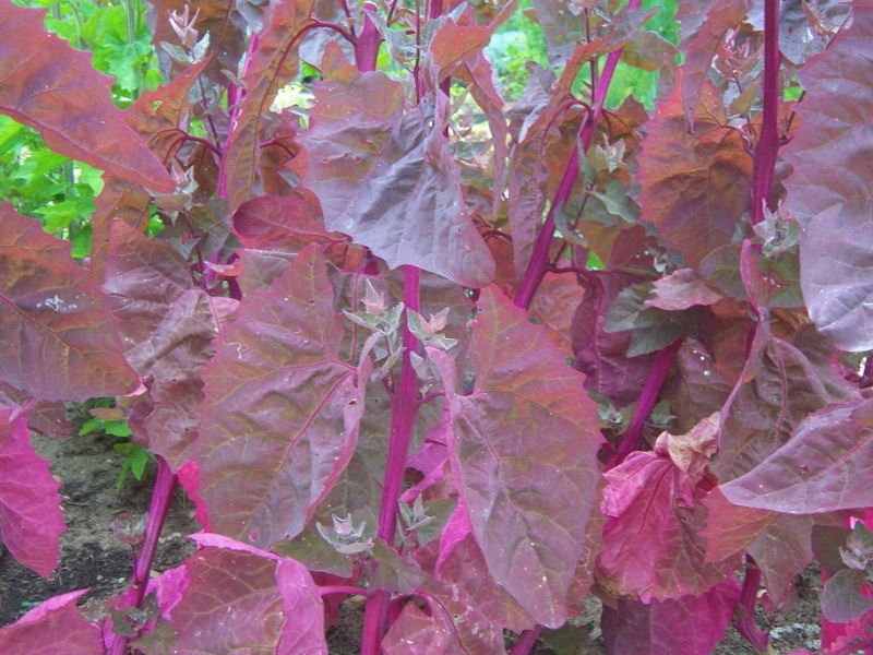 Atriplex hortensis