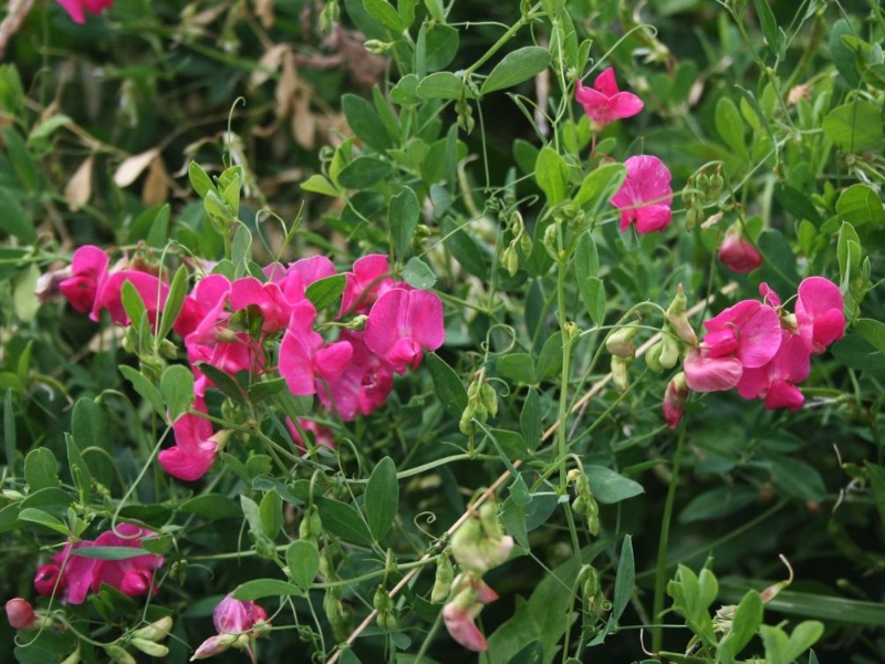 châtaigne de terre (Lathyrus tuberosus) (2)