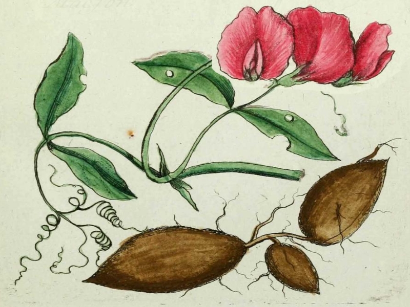 châtaigne de terre (Lathyrus tuberosus) (4)