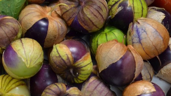 Archives des Légumes insolites - Alsagarden