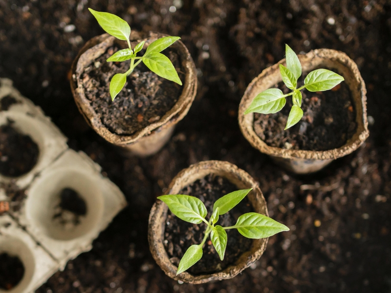 Semis de graines et plantations au potager en septembre