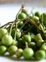 Aubergine sauvage (Solanum torvum) Graines
