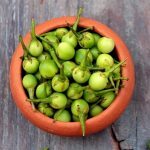Aubergine sauvage (Solanum torvum) Graines