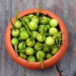 Aubergine sauvage (Solanum torvum) Graines