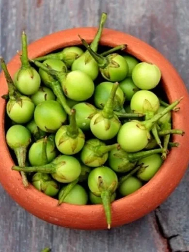 Aubergine sauvage (Solanum torvum) Graines