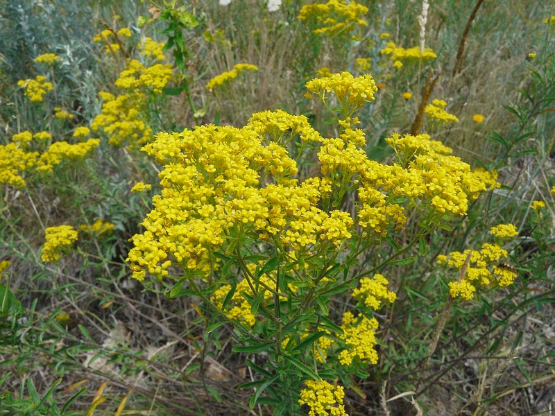 Alyssum murale