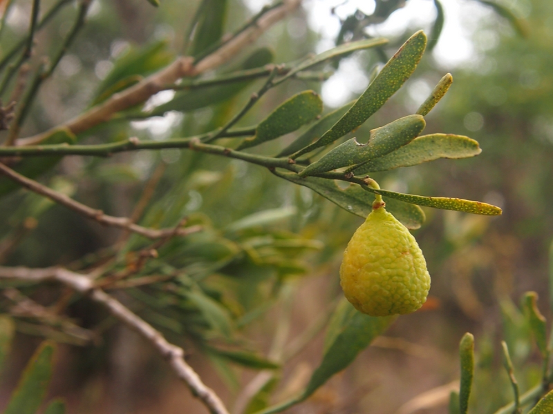 Eremocitrus glauca