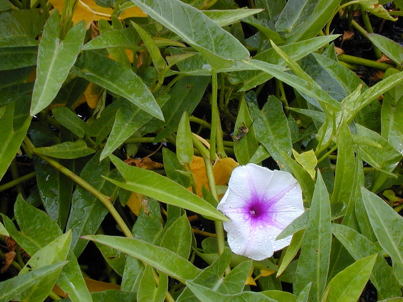 Ipomoea_aquatica-legume-exotique (2)