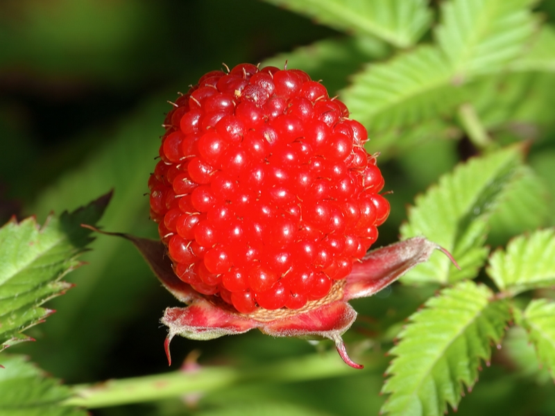 Rubus_illecebrosus