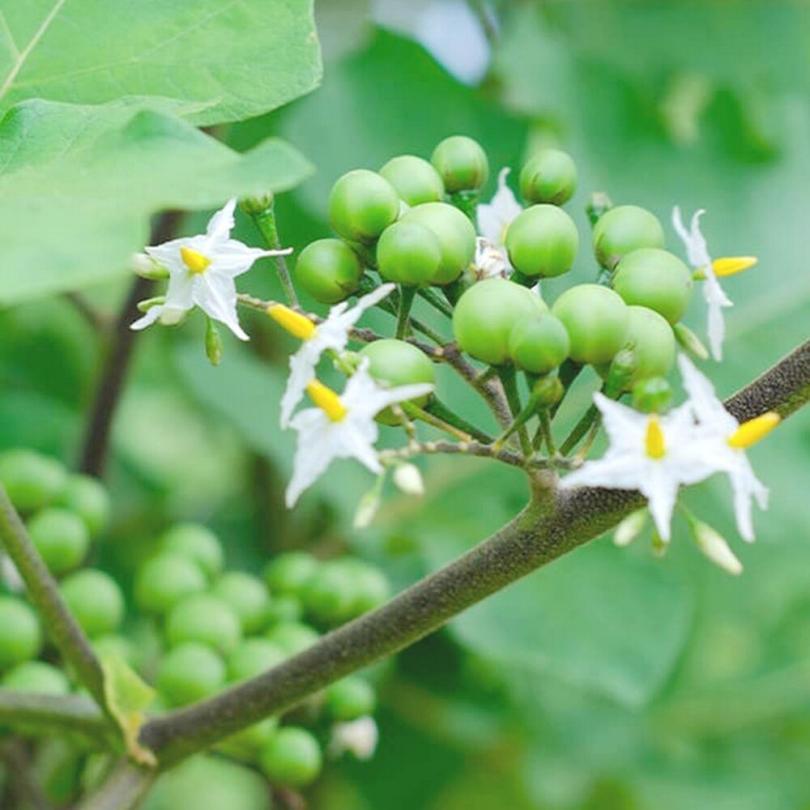 Aubergine sauvage (Solanum torvum) Graines – Image 2