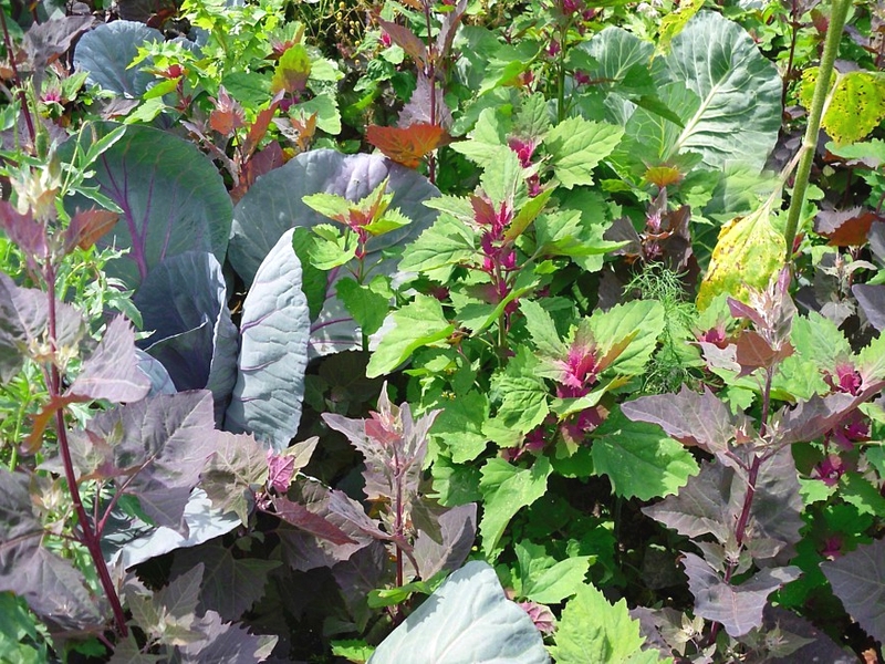 potager sans entretien