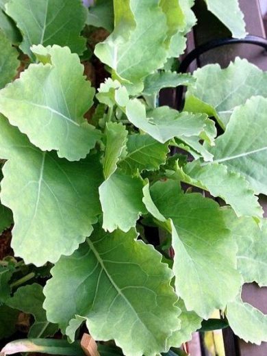 Chou Perpétuel Daubenton (Brassica oleracea) Plant