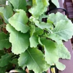 Chou Perpétuel Daubenton (Brassica oleracea) Plant
