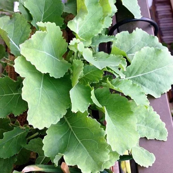 Chou Perpétuel Daubenton (Brassica oleracea) Plant