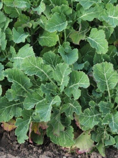 Chou Perpétuel Daubenton (Brassica oleracea) Plant