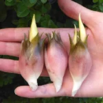 Gingembre Japonais (Zingiber mioga) Plant