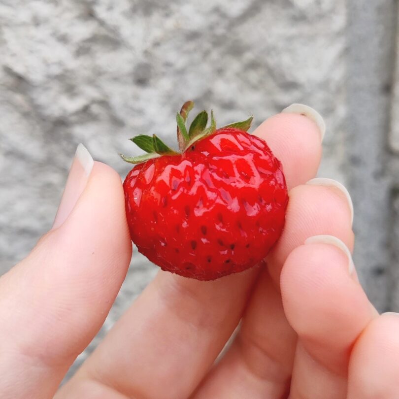 Fraise framboise "Framberry" (Fragaria, Variété insolite) Plant – Image 2