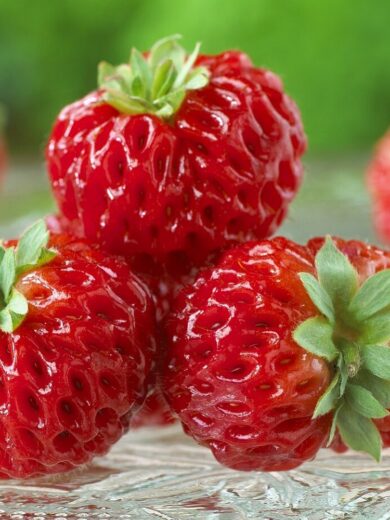 Fraise framboise "Framberry" (Fragaria, Variété insolite) Plant