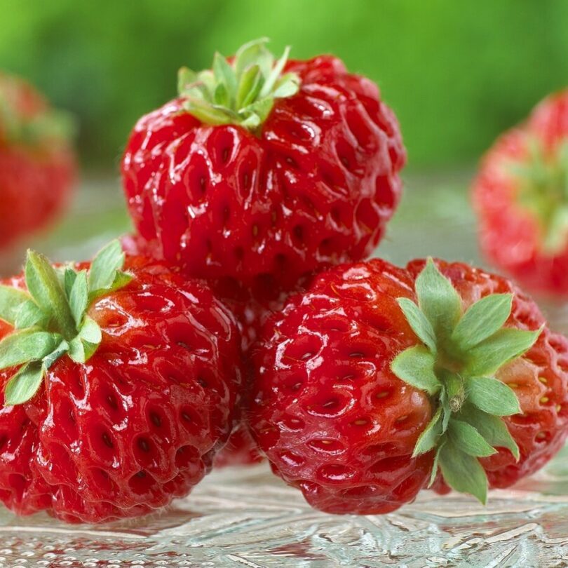 Fraise framboise "Framberry" (Fragaria, Variété insolite) Plant