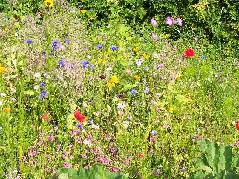 Prairie fleurie