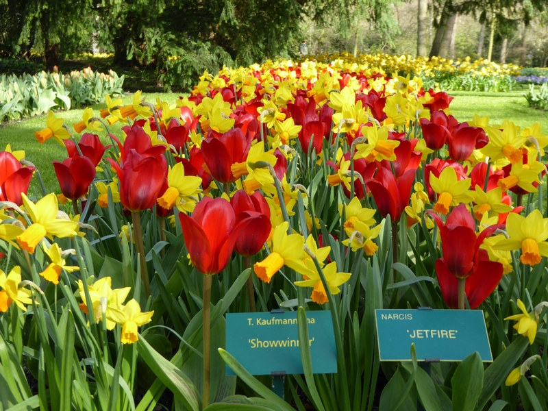 jardin_des-tulipes-hollande_keukenhof (5)