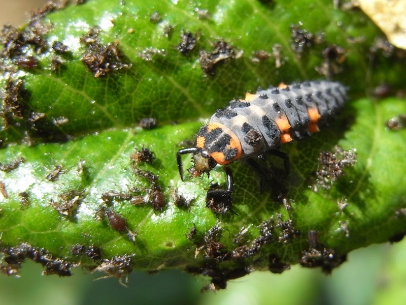 Distribution gratuite de larves de coccinelles ! Pour remplacer les  pesticides - Mougins