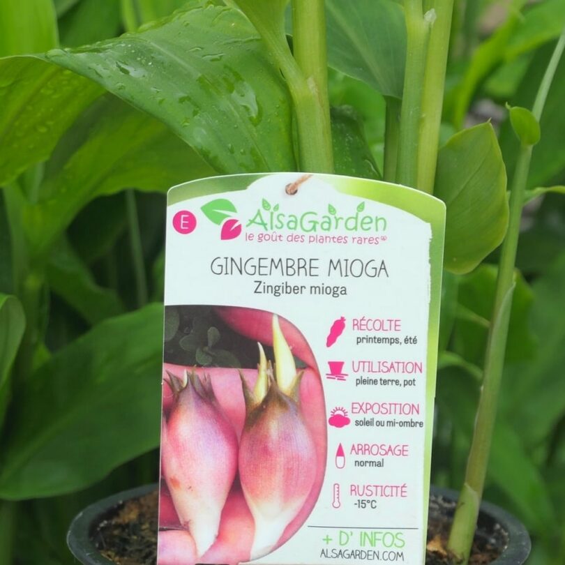 Gingembre Japonais (Zingiber mioga) Plant – Image 2