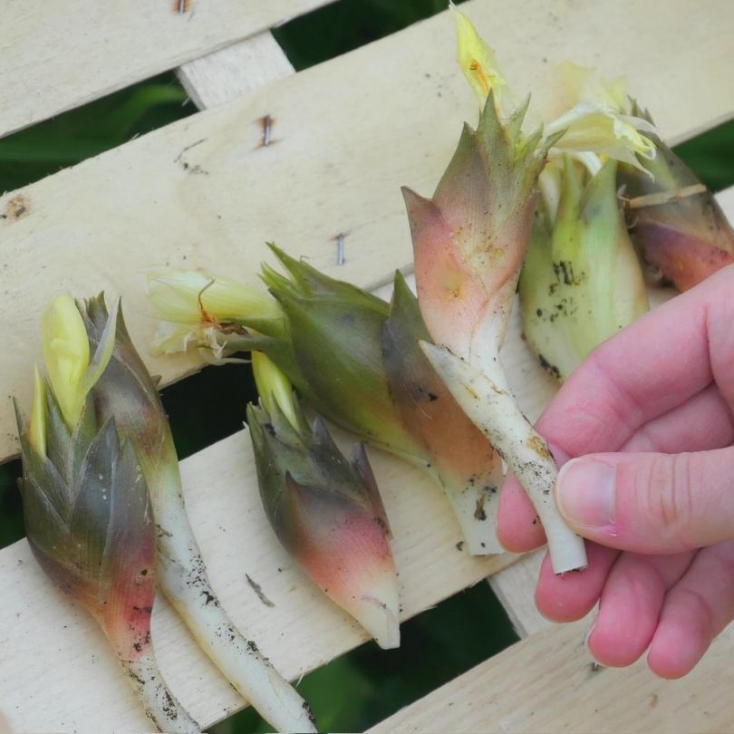 Gingembre Japonais (Zingiber mioga) Plant – Image 2