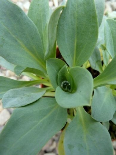 Mertensia maritima (Vente en gros, Semences) 500 Graines