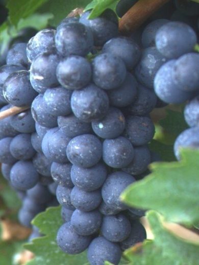 Vigne 'Muscat Bleu' (Vitis vinifera) Plant