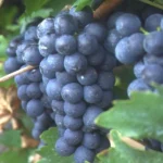 Vigne 'Muscat Bleu' (Vitis vinifera) Plant