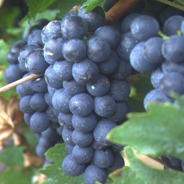 Vigne 'Muscat Bleu' (Vitis vinifera) Plant