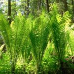 Fougère têtes de violon (Matteuccia struthiopteris) Plant