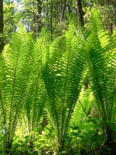 Fougère têtes de violon (Matteuccia struthiopteris) Plant