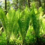 Fougère têtes de violon (Matteuccia struthiopteris) Plant