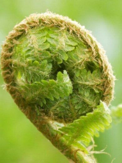 Fougère têtes de violon (Matteuccia struthiopteris) Plant