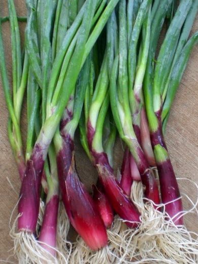 Allium fistulosum 'Red Welsh' (Cive rouge, Oignon welsh) Graines