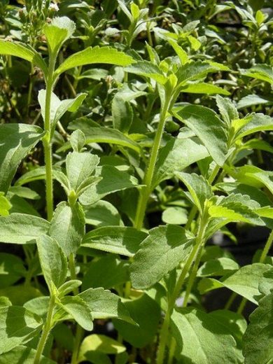 Stevia rebaudiana (Stevia) Plant