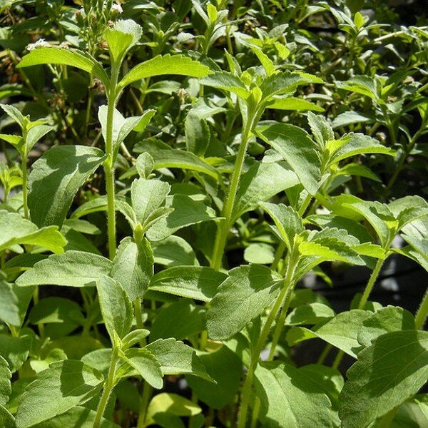 Stevia rebaudiana (Stevia) Plant
