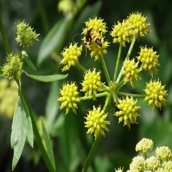 Levisticum officinale (Livèche, Herbe à Maggi) Plant