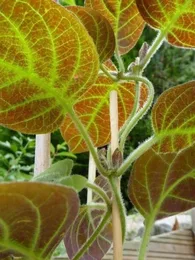 La Plante Fromage® Véritable (Plante comestible rare) Plant